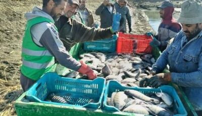 بإنتاجية 15 طنا.. الزملوط: بدء صيد الحوض الثاني من إنتاج المزرعة السمكية بالفرافرة