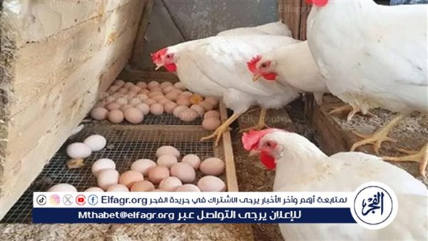 بورصة الدواجن.. أسعار الفراخ البيضاء اليوم الجمعة 31-10-2025 في قنا