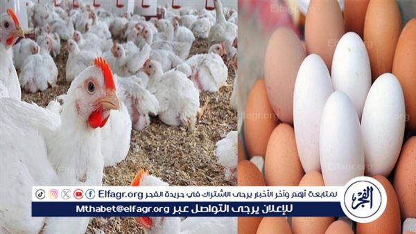 الجمعة 31 أكتوبر 2025 – استقرار في أسعار الدواجن والبيض