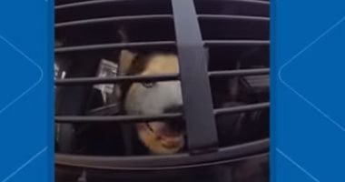 الحب الحقيقى.. قصة وفاء كلب لصاحبه بعد ضياع 7 سنوت فى ولاية فلوريدا