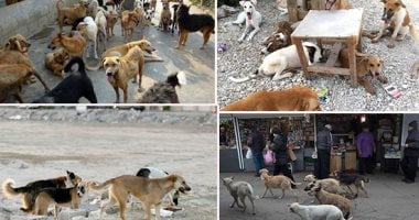الإبلاغ عن الكلاب الضالة.. اعرف الطريقة وآلية التعامل معها بمأوى القاهرة
