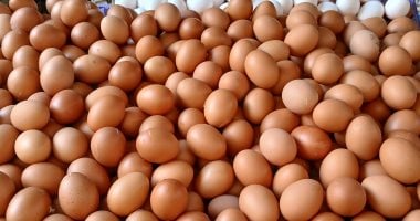 وزارة الزراعة: حققنا اكتفاءً ذاتيًا بنسبة 100% من البيض والألبان