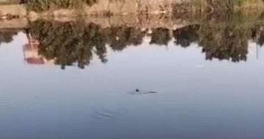 البيئة تفحص فيديو متداول لظهور تمساح جديد بمصرف عمريط فى الشرقية