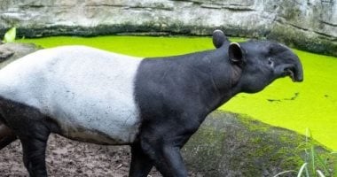 ولادة العملاق الهادئ المهدد بالانقراض فى إسبانيا بعد سنوات من الانتظار.. ما هو التابير؟