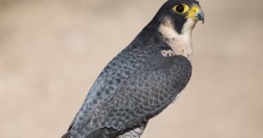 إنقاذ صقر الحلزون أسطورة الطيران فى العالم.. أسرع طائر فى الكوكب