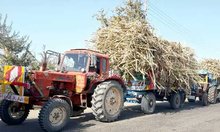 بعد إعلان موعد الحصاد.. مطالبات بقرارات عاجلة لوقف حوادث جرارات نقل القصب بقنا